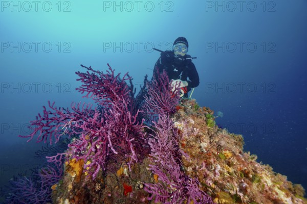 Diver explores a purple coral, color-changing gorgony (Paramuricea clavata), overgrown underwater cliff in the Mediterranean near Hyères, Giens peninsula diving site, Porquerolles, Provence, Côte d'Azur, France