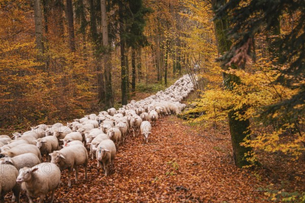A large flock of sheep moves through an autumnal forest full of orange leaves, Gechingen, Calw district, Germany