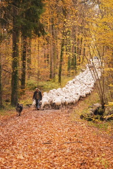 Flock of sheep moving through colorful autumn forest, accompanied by a shepherd and dog, Gechingen, Calw district, Germany