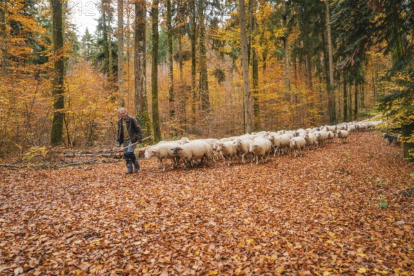 A guardian leads a flock of sheep through a colorful autumn forest, Gechingen, Calw district, Germany