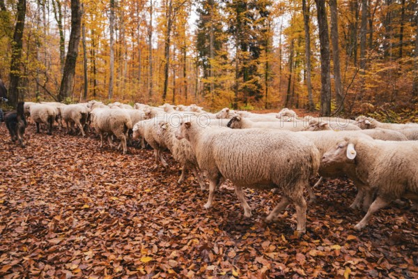 A flock of sheep wanders through an autumn forest on a path covered with leaves, Gechingen, Calw district, Germany