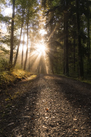A forest trail in morning light with sunbeams breaking through the trees, Gechingen, Calw district, Germany