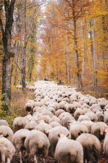 Dense group of sheep on a path between tall, orange-colored trees, Gechingen, Calw district, Germany