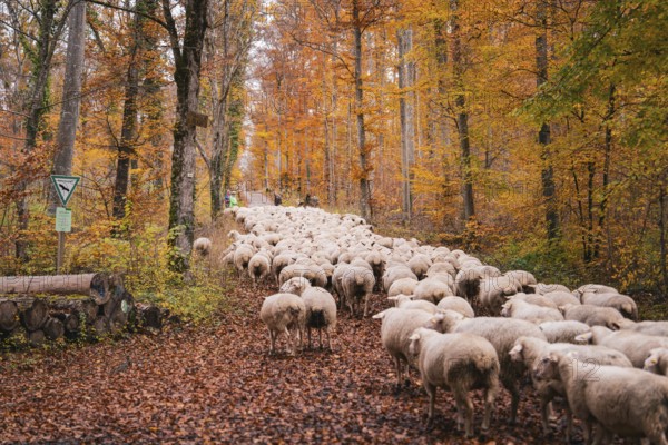 A flock of sheep moves along a trail in autumn forest, Gechingen, Calw district, Germany
