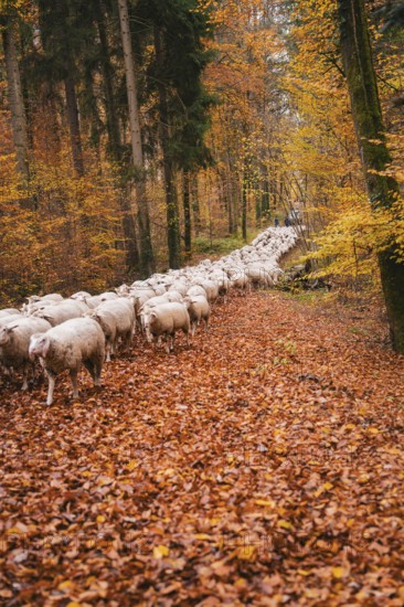 Sheep follow a path through the autumnal forest covered with leaves, Gechingen, Calw district, Germany