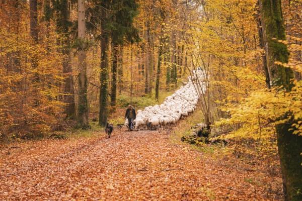 A guardian and dog accompany a flock of sheep through an autumn forest, Gechingen, Calw district, Germany