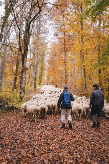 Two people lead a large flock of sheep on an autumn forest trail, Gechingen, Calw district, Germany