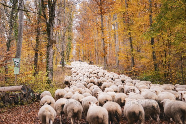 Flock of sheep wandering through autumnal forest with orange leaves on the ground, Gechingen, Calw district, Germany