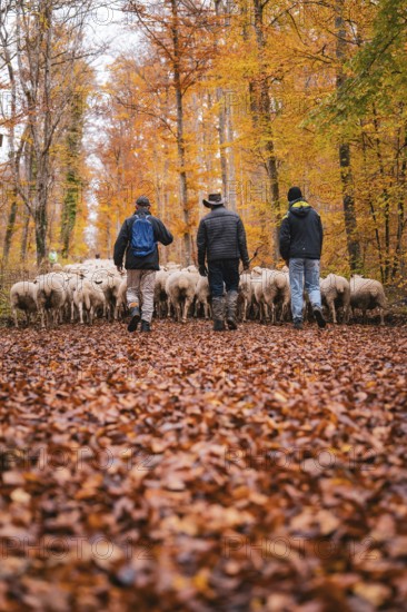 Three people accompany a flock of sheep on a leafy forest trail in autumn, Gechingen, Calw district, Germany