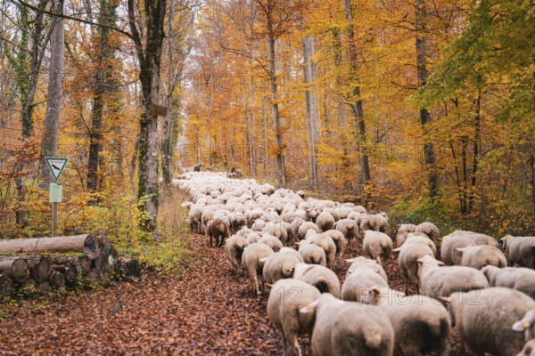 Flock of sheep wandering on a path covered by leaves through the autumn forest, Gechingen, Calw district, Germany