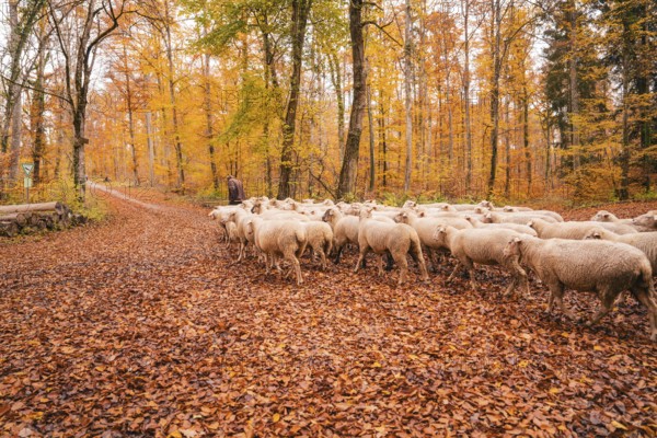 A flock of sheep wandering through an autumnal forest full of fallen leaves, Gechingen, Calw district, Germany
