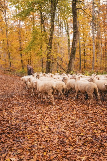 Sheep move through a path in autumn forest, accompanied by a guardian, Gechingen, Calw district, Germany