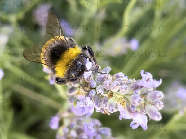 Close-up of bumblebee (Bombus terrestris) sitting on flower sucking nectar, international