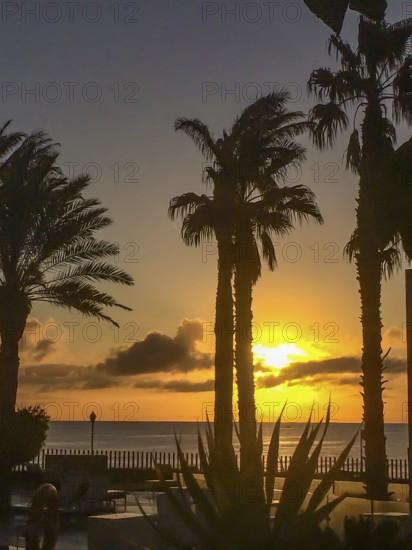 View through palm trees at sunset over calm sea in the tropics in front of seaside terrace, international