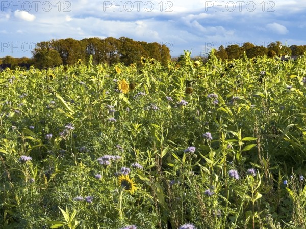 Field with bee-friendly flowers in autumn on sunny autumn day with sunflowers (Helianthus) in full bloom and purple blooming thistles clusters beautiful (phacelia) globular thistle bee lover, Germany