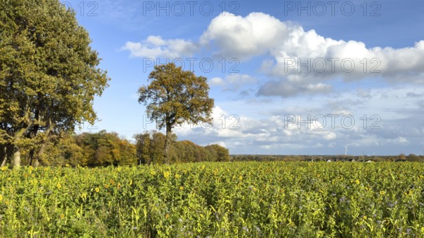 In the foreground field in autumn on sunny autumn day with sunflowers (Helianthus) in full bloom and purple blooming thistles clusters of beautiful (phacelia) globular thistle bee lover, Germany