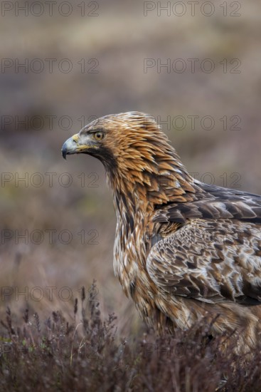 European golden eagle (Aquila chrysaetos chrysaetos) close-up portrait of adult in moorland, heathland in winter