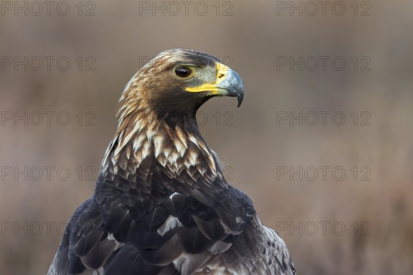 European golden eagle (Aquila chrysaetos chrysaetos) close-up portrait of juvenile in moorland, heathland in winter