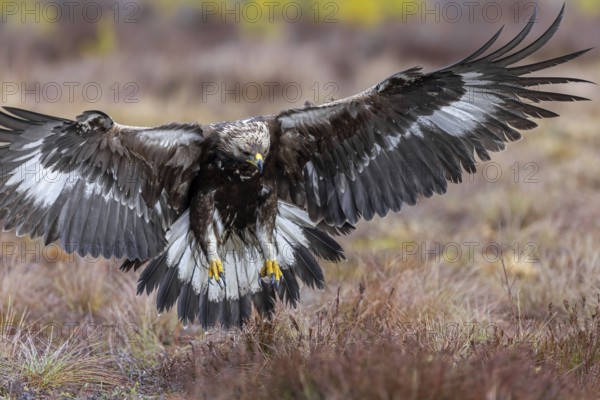 European golden eagle (Aquila chrysaetos chrysaetos) juvenile showing large talons in flight while landing in moorland, heathland in winter