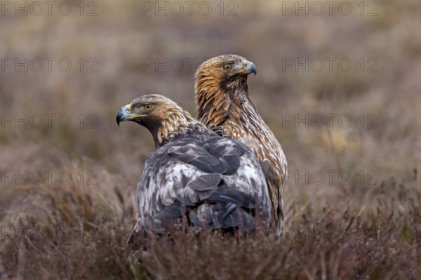Two European golden eagles (Aquila chrysaetos chrysaetos) sitting in moorland, heathland in winter