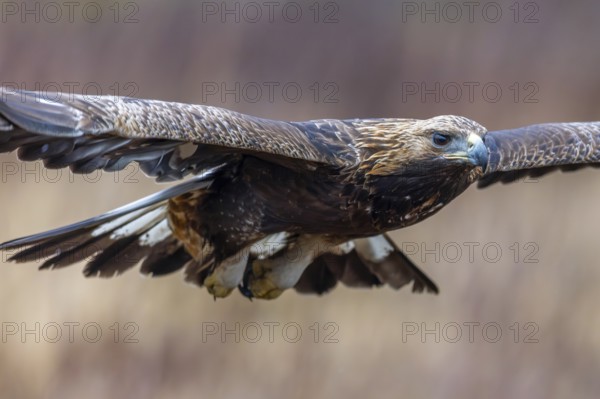 European golden eagle (Aquila chrysaetos chrysaetos) juvenile flying over moorland, heathland in winter
