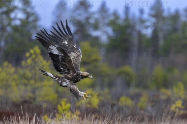 European golden eagle (Aquila chrysaetos chrysaetos) juvenile in flight, landing in moorland, heathland at edge of forest in winter