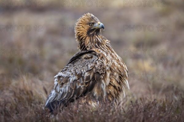 European golden eagle (Aquila chrysaetos chrysaetos) adult resting in moorland, heathland in winter
