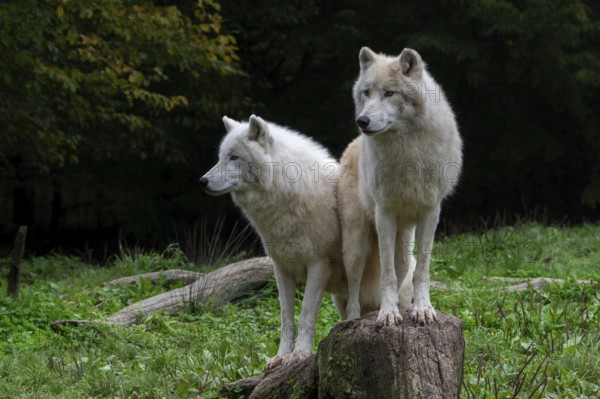 Two Arctic wolves, white wolves, polar wolves (Canis lupus arctos) in zoo, wolf species native to the High Arctic tundra of Canada
