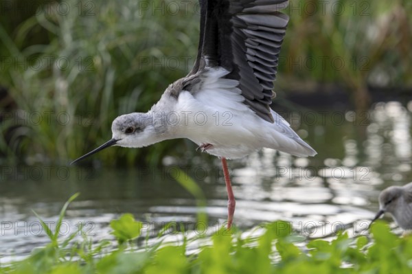 Black-winged stilt (Himantopus himantopus) stretching wings in shallow water of pond at marshland