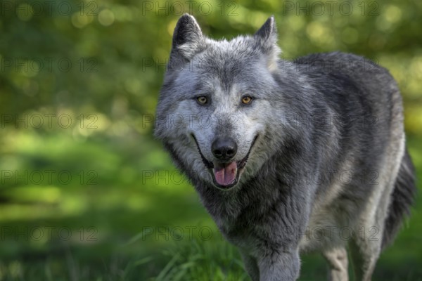 Close-up portrait of black and white Northwestern wolf, Mackenzie Valley wolf, Canadian, Alaskan timber wolf (Canis lupus occidentalis) in forest