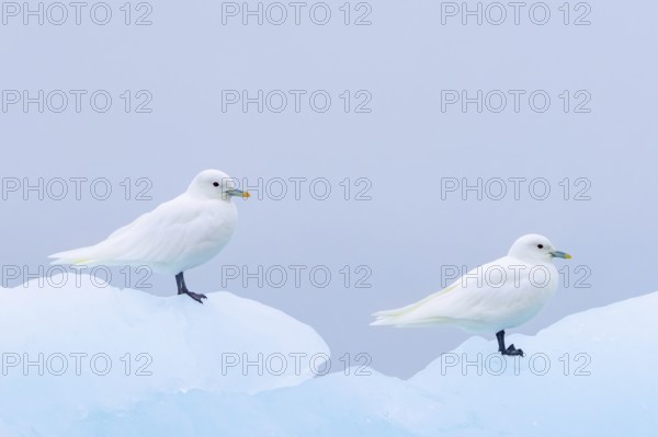 Two ivory gulls (Pagophila eburnea, Larus eburneus) resting on ice floe along the coast of Svalbard, Spitsbergen, Norway