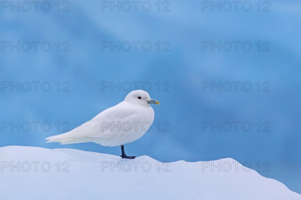 Ivory gull (Pagophila eburnea, Larus eburneus) resting on ice floe along the coast of Svalbard, Spitsbergen, Norway