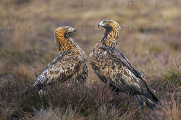Two European golden eagles (Aquila chrysaetos chrysaetos) sitting in moorland, heathland in winter