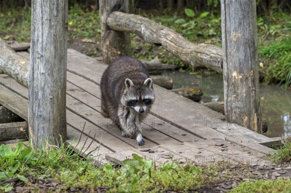 Common raccoon, North American racoon (Procyon lotor) walking over wooden footbridge, invasive species native to North America