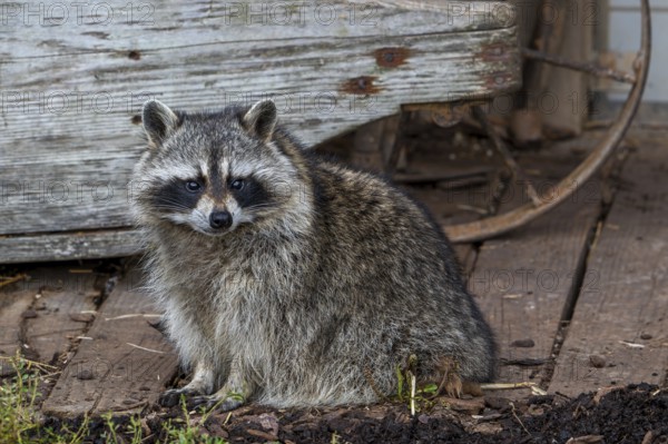 Common raccoon, North American racoon (Procyon lotor) in front of wooden shed, invasive species native to North America