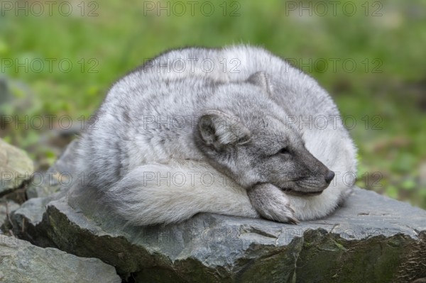 Arctic fox, white fox, polar fox, snow fox (Vulpes lagopus) sleeping curled up on rock, showing seasonal colour change in its coat in autumn, fall
