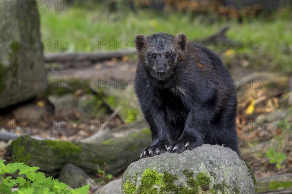 Wolverine, glutton, carcajou (Gulo gulo) showing its big paws with crampon-like claws in forest, native to Scandinavia, Siberia, Canada and Alaska