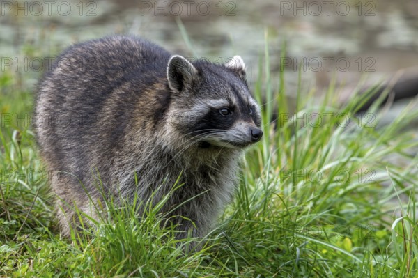 Common raccoon, North American racoon (Procyon lotor) foraging along river bank, invasive species native to North America