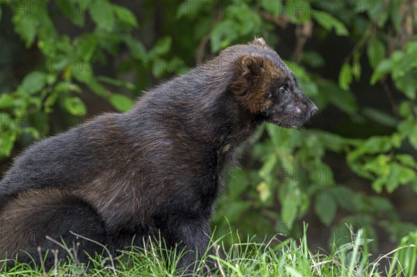 Wolverine, glutton, carcajou (Gulo gulo) hunting in forest, native to Scandinavia, Russia, Siberia, Canada and Alaska