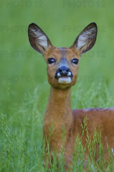 Close-up of deer in tall grass with an attentive eye, European deer (Capreolus capreolus), Hesse, Germany