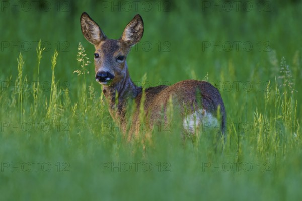 A deer stands quietly in tall grass and looks curiously sideways, European deer (Capreolus capreolus), Hesse, Germany
