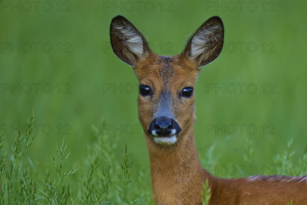 Portrait of a deer looking at the camera surrounded by green grass, European deer (Capreolus capreolus), Hesse, Germany