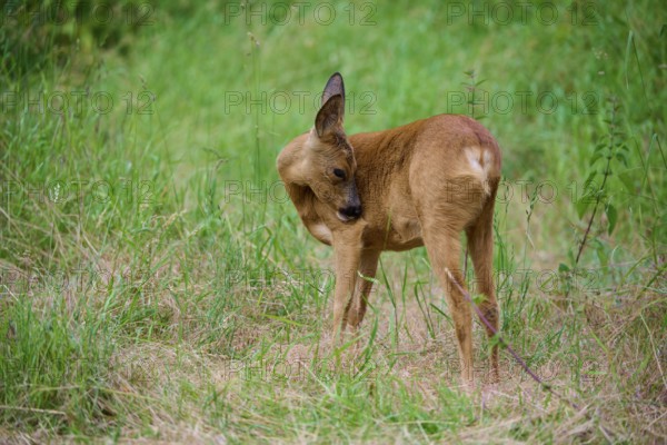A deer licks its fur while standing in the grass, European deer (Capreolus capreolus), summer, Hesse, Germany