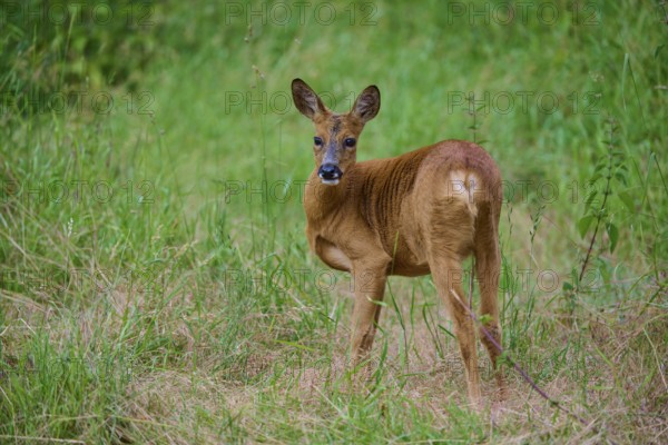 A deer looks over its shoulder and stands in high meadow, European deer (Capreolus capreolus), summer, Hesse, Germany