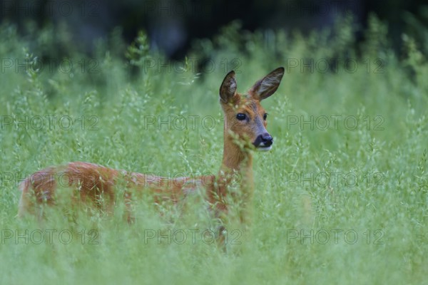 A deer stands alert in tall grass and looks into the distance, European deer (Capreolus capreolus), Hesse, Germany