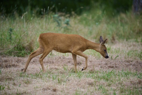 A deer walks carefully across a meadow in summer, European deer (Capreolus capreolus), summer, Hesse, Germany