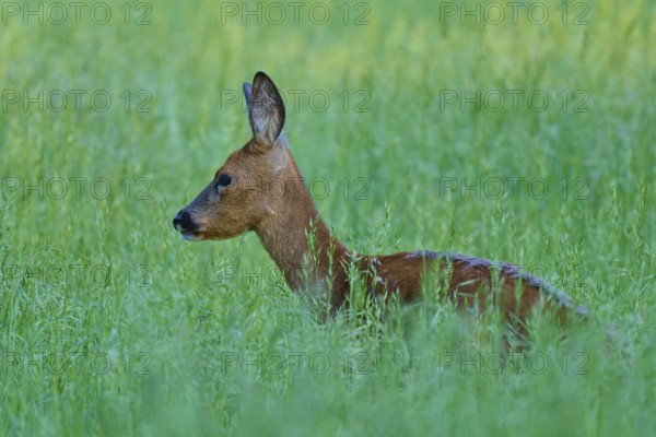 Deer in profile, nestled in the thick green grass of a wooded area, European deer (Capreolus capreolus), Hesse, Germany