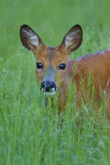 Deer looking out of the shelter of tall grass, its ears set up, European deer (Capreolus capreolus), Hesse, Germany