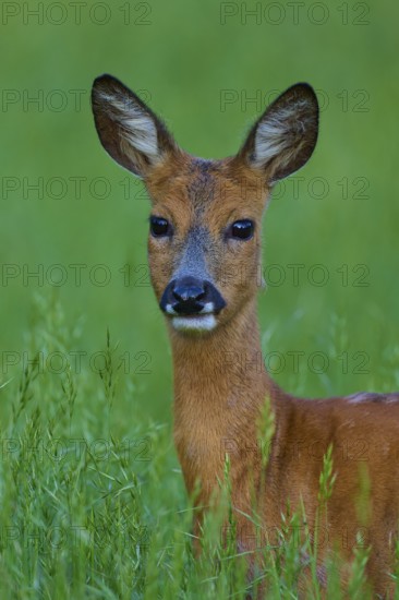 Deer standing in a green field and looking directly at the camera, European deer (Capreolus capreolus), Hesse, Germany