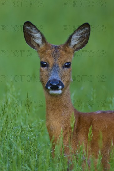 Deer in green meadow, curious and alert, European deer (Capreolus capreolus), Hesse, Germany